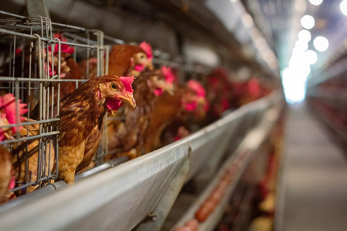 Wavelength Structure